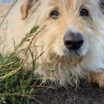 Kleintierpraxis Nordstadt - Eva Kirsch