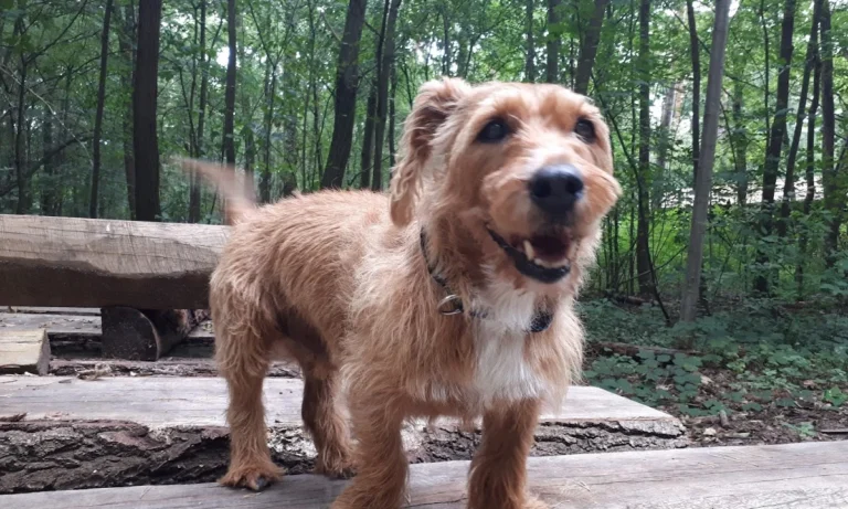 Kleintierpraxis Nordstadt - Eva Kirsch