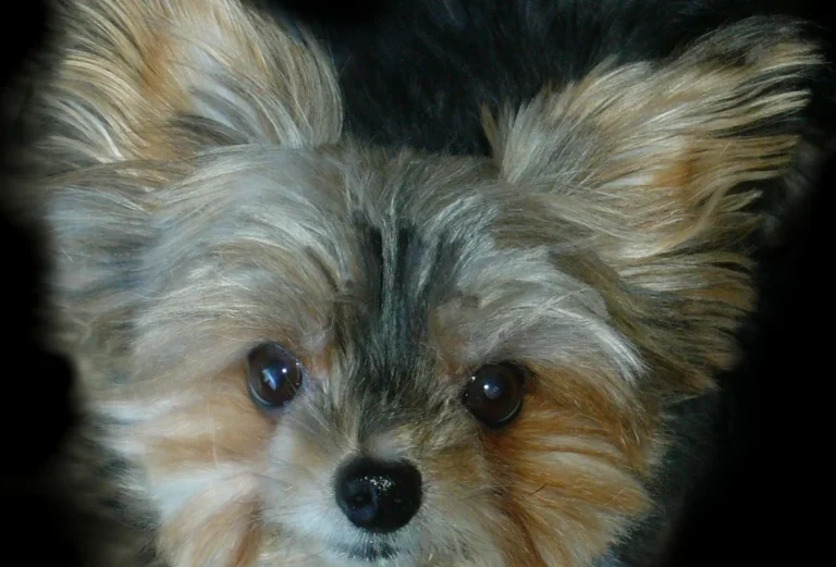 Kleintierpraxis Nordstadt - Eva Kirsch