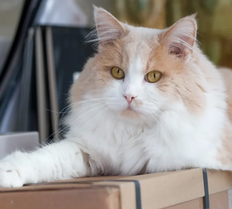 Kleintierpraxis Nordstadt - Eva Kirsch