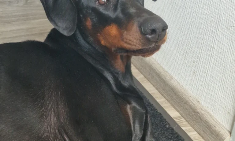 Kleintierpraxis Nordstadt - Eva Kirsch