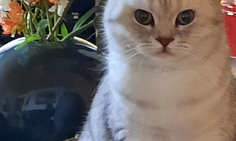 Kleintierpraxis Nordstadt - Eva Kirsch