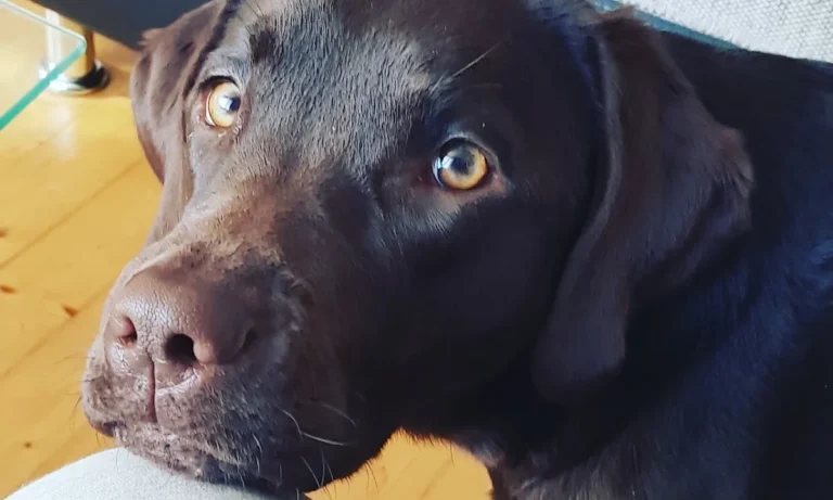 Kleintierpraxis Nordstadt - Eva Kirsch