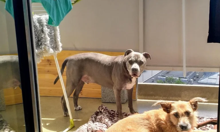 Kleintierpraxis Nordstadt - Eva Kirsch