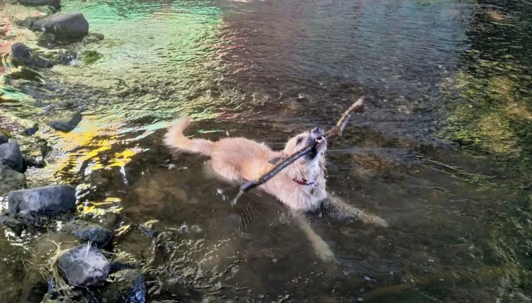 Kleintierpraxis Nordstadt - Eva Kirsch