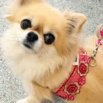 Kleintierpraxis Opiela