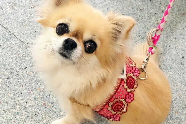 Kleintierpraxis Opiela