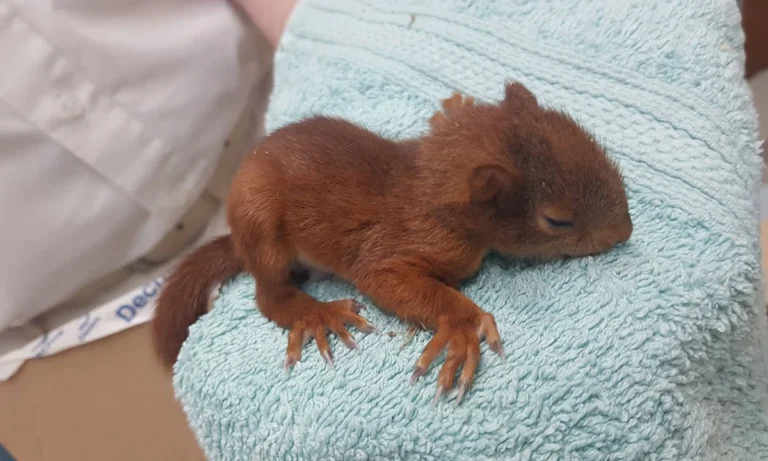 Kleintierpraxis Opiela