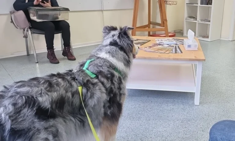 Kleintierpraxis Opiela