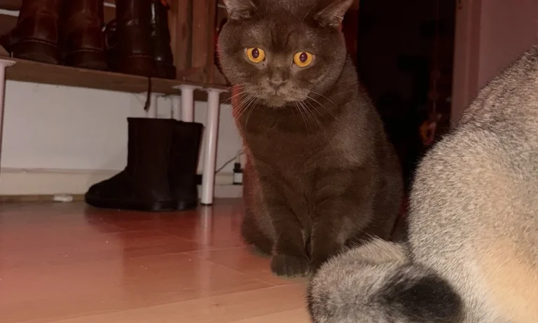 Kleintierpraxis Rebecca Badekow