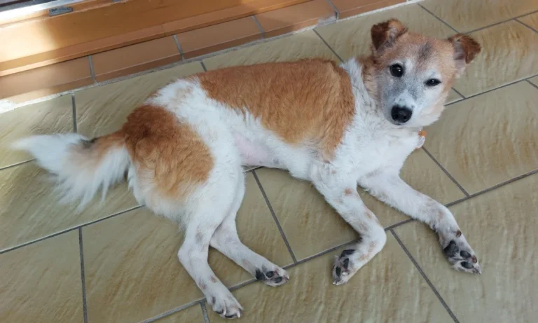 Kleintierpraxis Rebecca Badekow