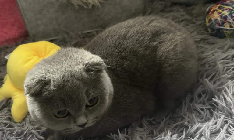 Kleintierpraxis Rebecca Badekow