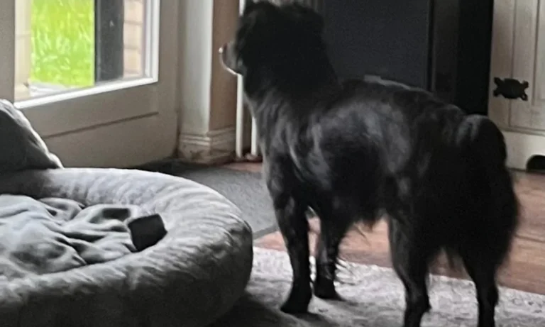 Kleintierpraxis Rebecca Badekow