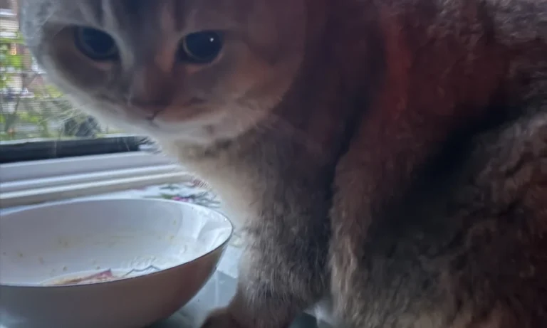 Kleintierpraxis Rebecca Badekow