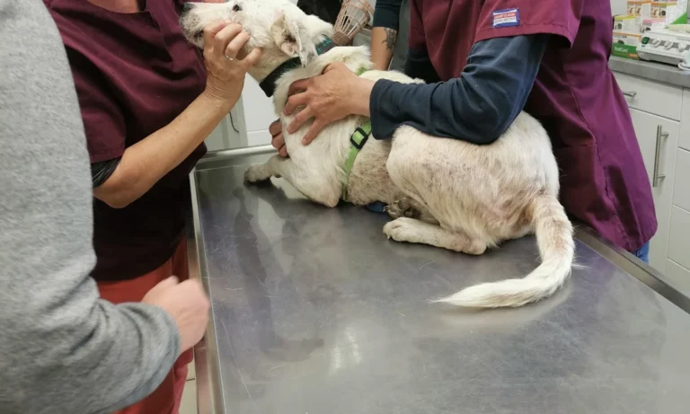 Kleintierpraxis Rebecca Badekow