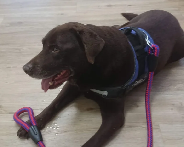 Kleintierpraxis Regensburg