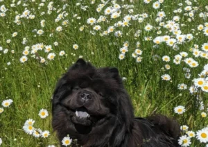 Kleintierpraxis Rita Otten