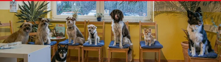 Kleintierpraxis Sinstorf Sonja Gercke