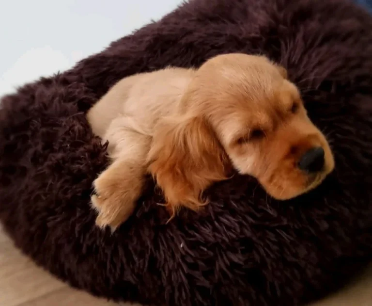 Kleintierpraxis7 Andreas Koppe