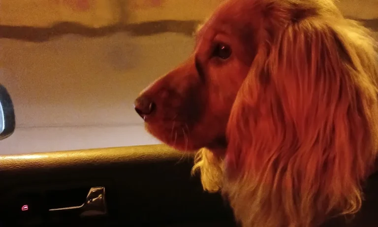 Kleintierpraxis7 Andreas Koppe