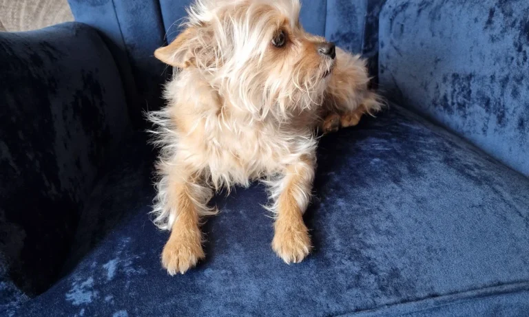 Kleintierzentrum am Waldpark