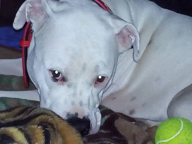 Kleintierzentrum am Waldpark