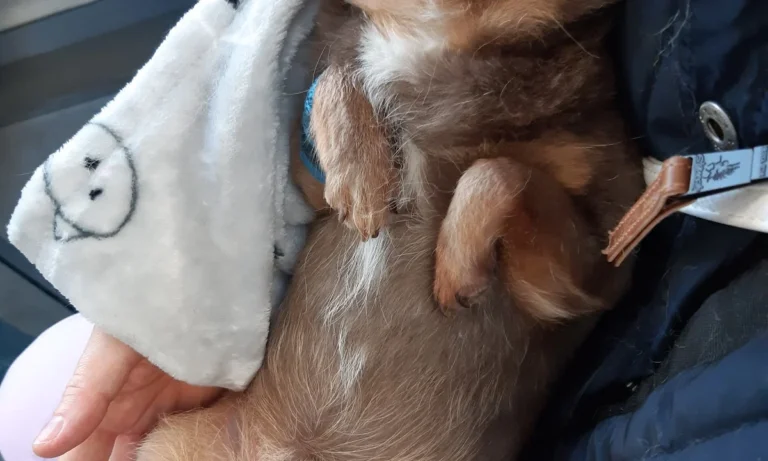 Kleintierzentrum Kotzian