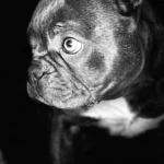 Kleintierzentrum Merkurpark