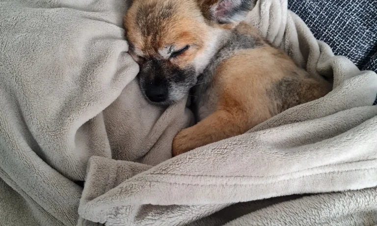 Kleintierzentrum Merkurpark