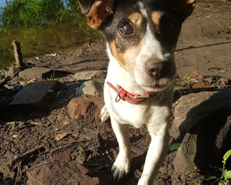 Kleintierzentrum Merkurpark