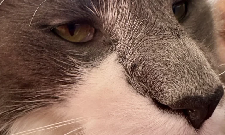 Kleintierzentrum Merkurpark