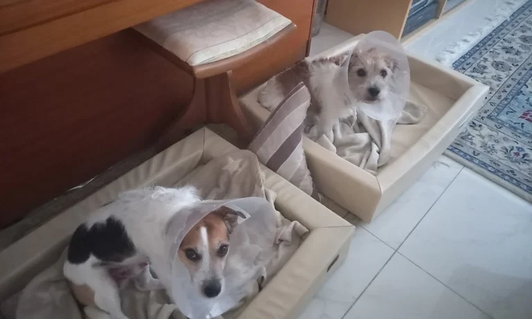 Kleintierzentrum Merkurpark