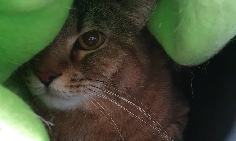 Kleintierzentrum Merkurpark