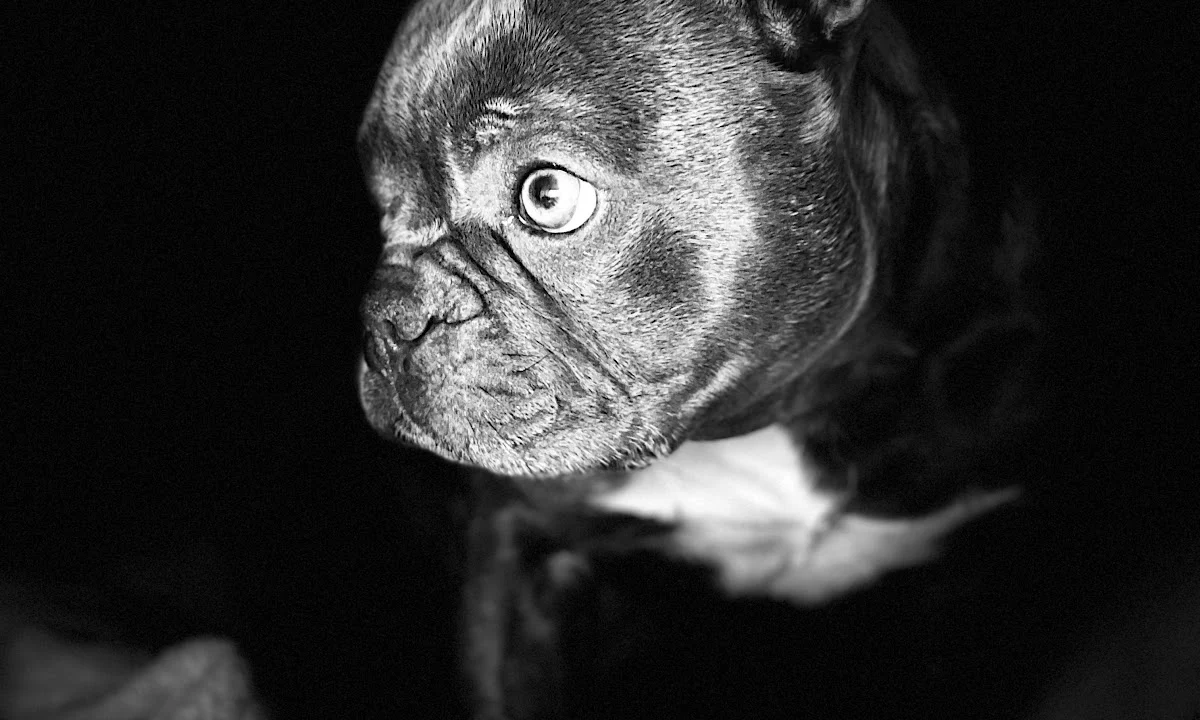 Tierarzt Kleintierzentrum Merkurpark Hamburg