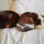 Kleintierzentrum Oberkassel