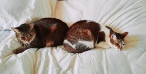 Kleintierzentrum Oberkassel