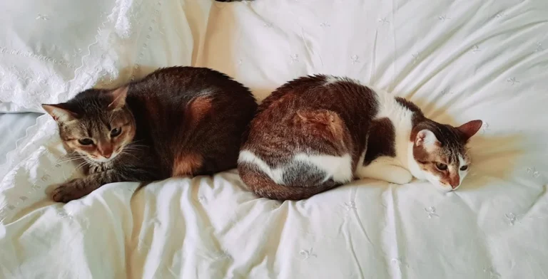 Kleintierzentrum Oberkassel