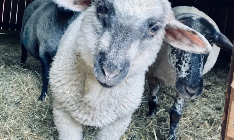Klinik für Kleine Klauentiere