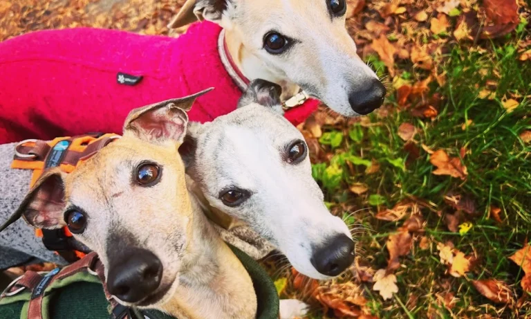 Kompetenzzentrum Kleintiermedizin Dr. Valeska Furck