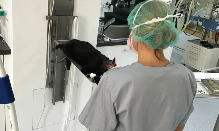 Kompetenzzentrum Kleintiermedizin Dr. Valeska Furck