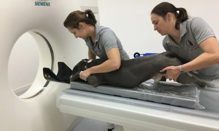 Kompetenzzentrum Kleintiermedizin Dr. Valeska Furck