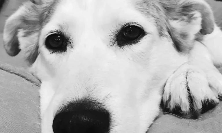 Kompetenzzentrum Kleintiermedizin Dr. Valeska Furck