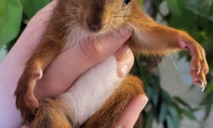 Lison Jan Dr.med.vet. Tierarzt