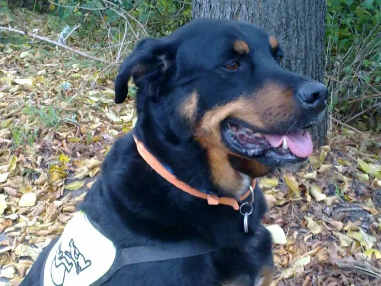 Maren Grütter Tierarztpraxis