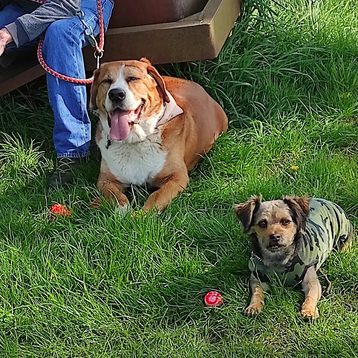 Maren Grütter Tierarztpraxis