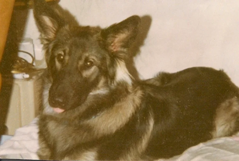 Maren Grütter Tierarztpraxis