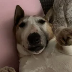 Med-Vet-Mobil Iris Lemm