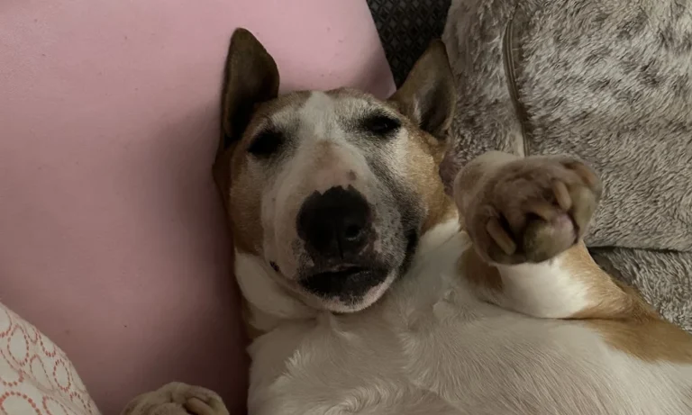 Med-Vet-Mobil Iris Lemm