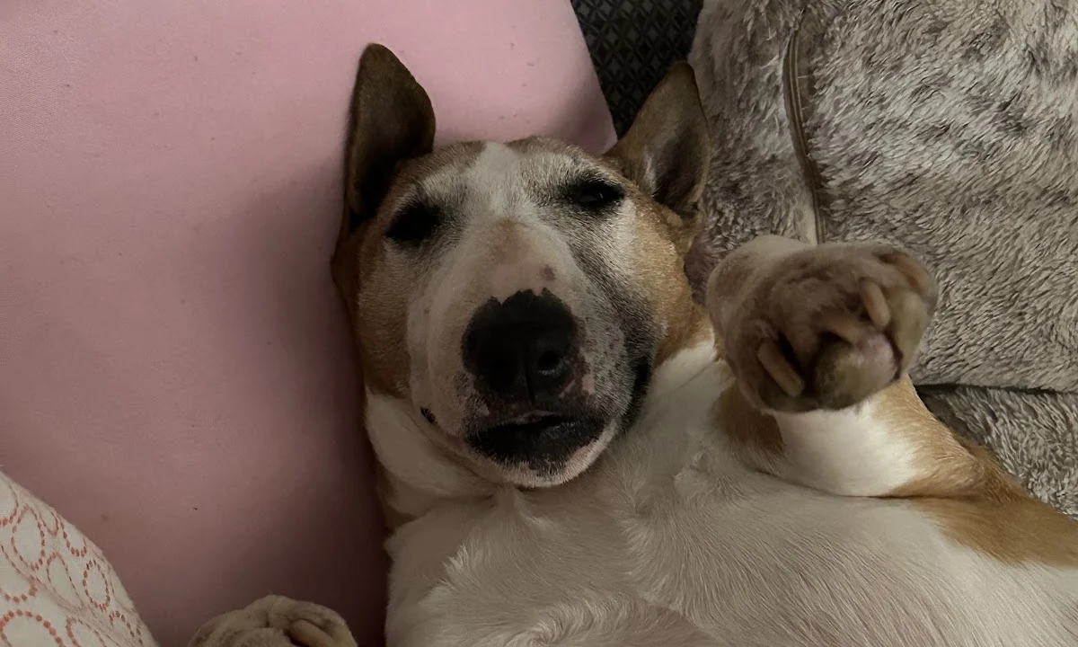 Tierarzt Med-Vet-Mobil Iris Lemm Hamburg