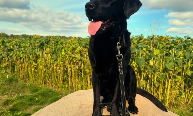 Medivet Tierarztpraxis Hamburg-Bergedorf